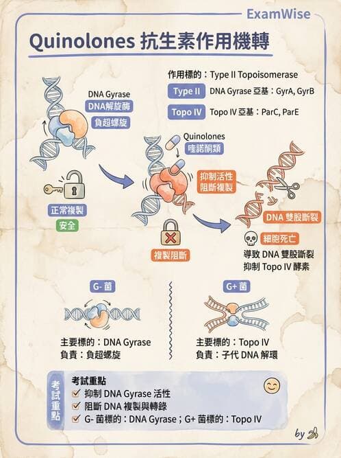 醫檢師 - 抗微生物製劑 - AI 圖文解析預覽