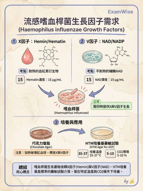 醫檢師 - 藥敏試驗方法 - AI 圖文解析預覽