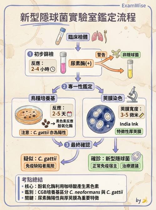 醫檢師 - 真菌診斷與治療 - AI 圖文解析預覽
