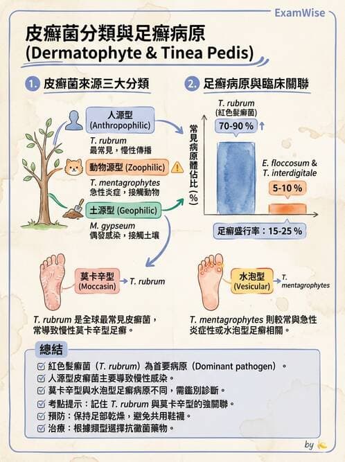 醫檢師 - 皮膚與皮下真菌感染 - AI 圖文解析預覽