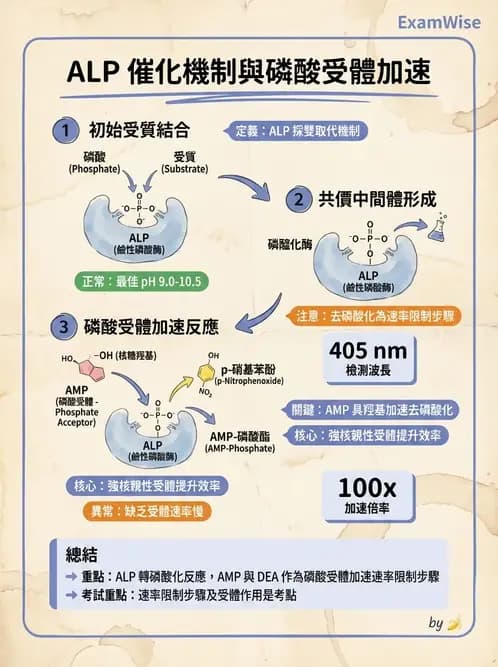 醫檢師 - 臨床酵素學基礎 - AI 圖文解析預覽