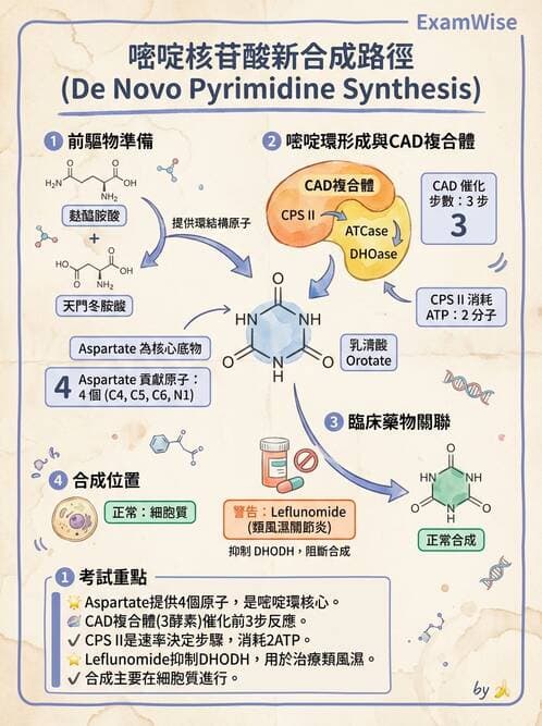 醫檢師 - 胺基酸代謝與先天性疾病 - AI 圖文解析預覽