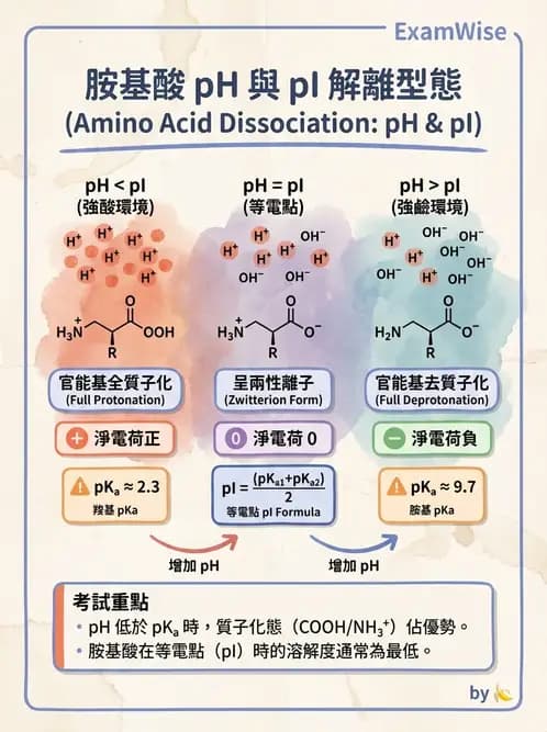 醫檢師 - 胺基酸代謝與先天性疾病 - AI 圖文解析預覽