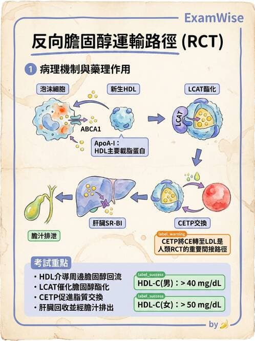 醫檢師 - 脂蛋白分類與臨床應用 - AI 圖文解析預覽