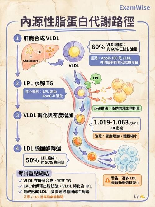 醫檢師 - 脂蛋白分類與臨床應用 - AI 圖文解析預覽