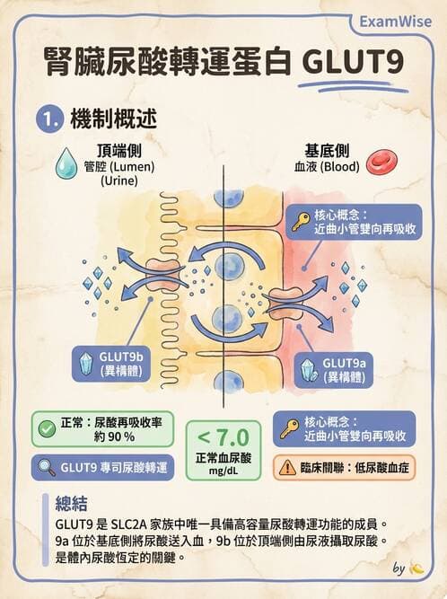 醫檢師 - 醣類代謝與糖尿病 - AI 圖文解析預覽