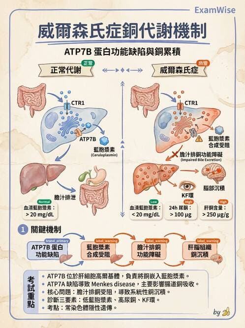醫檢師 - 電解質與微量元素 - AI 圖文解析預覽