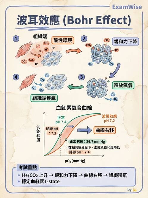 醫檢師 - 血液氣體分析及酸鹼平衡 - AI 圖文解析預覽