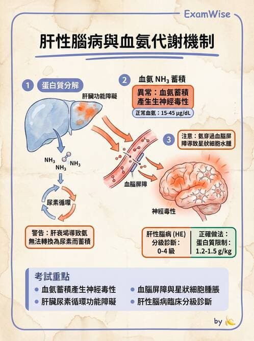 醫檢師 - 肝臟機能與胰臟酵素 - AI 圖文解析預覽