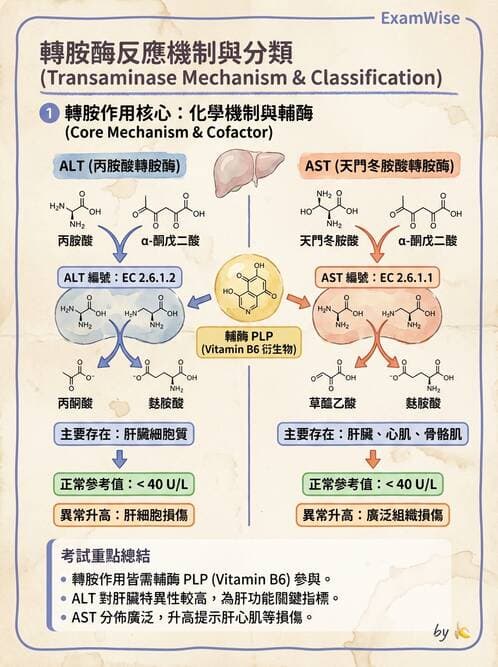 醫檢師 - 肝臟機能與胰臟酵素 - AI 圖文解析預覽