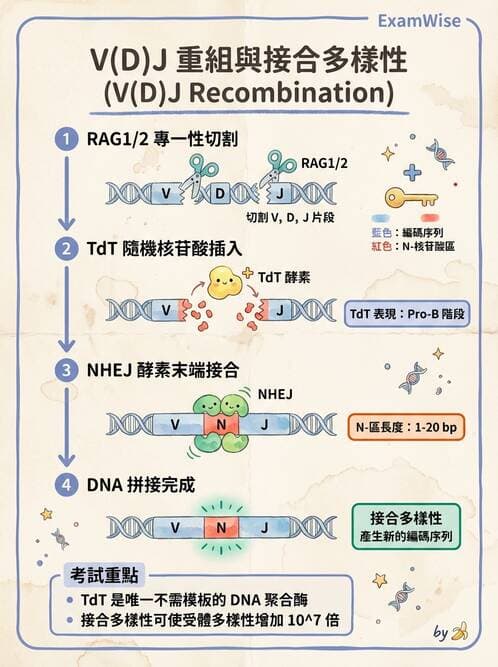 醫檢師 - B細胞發育與抗體生成 - AI 圖文解析預覽