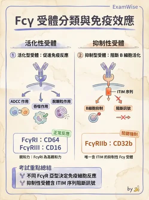 醫檢師 - 免疫球蛋白與抗體 - AI 圖文解析預覽