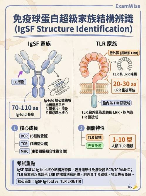 醫檢師 - 免疫球蛋白與抗體 - AI 圖文解析預覽