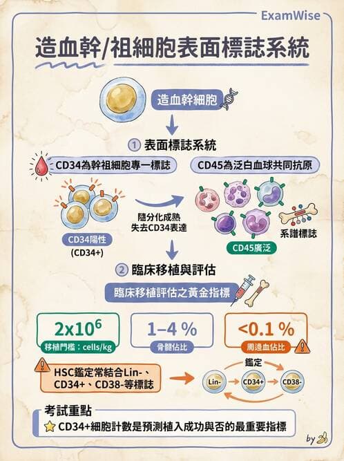 醫檢師 - T細胞發育與功能 - AI 圖文解析預覽