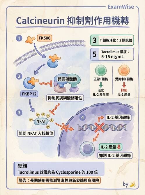 醫檢師 - 組織型與移植免疫學 - AI 圖文解析預覽