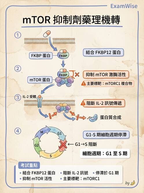 醫檢師 - T細胞發育與功能 - AI 圖文解析預覽