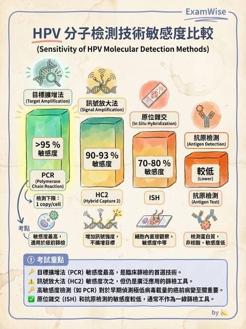 醫檢師 - 人類乳突病毒 - AI 圖文解析預覽
