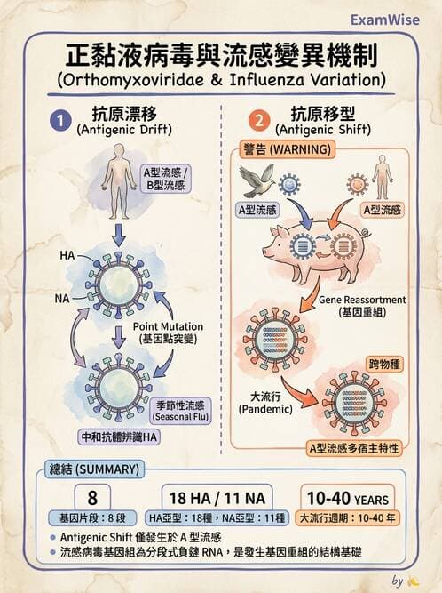 醫檢師 - 正黏液病毒科(流感) - AI 圖文解析預覽