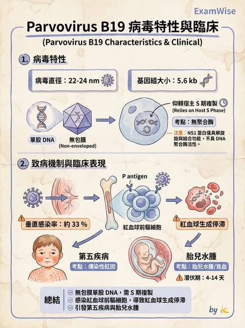 醫檢師 - 細小病毒與多瘤病毒 - AI 圖文解析預覽