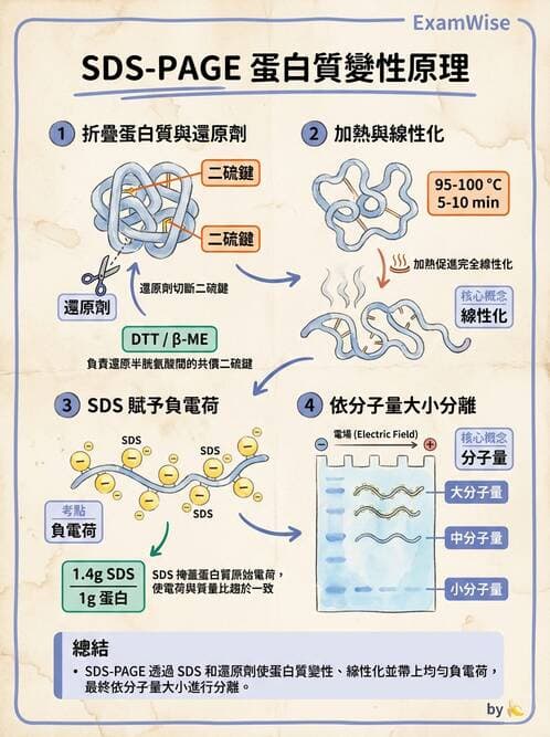 醫檢師 - 病毒檢驗技術 - AI 圖文解析預覽