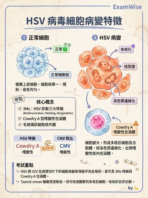 醫檢師 - 疱疹病毒科 - AI 圖文解析預覽
