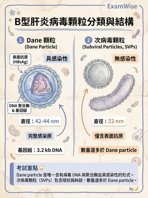醫檢師 - B型肝炎病毒 - AI 圖文解析預覽