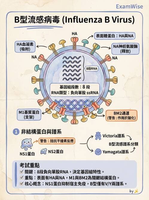 醫檢師 - 正黏液病毒科(流感) - AI 圖文解析預覽