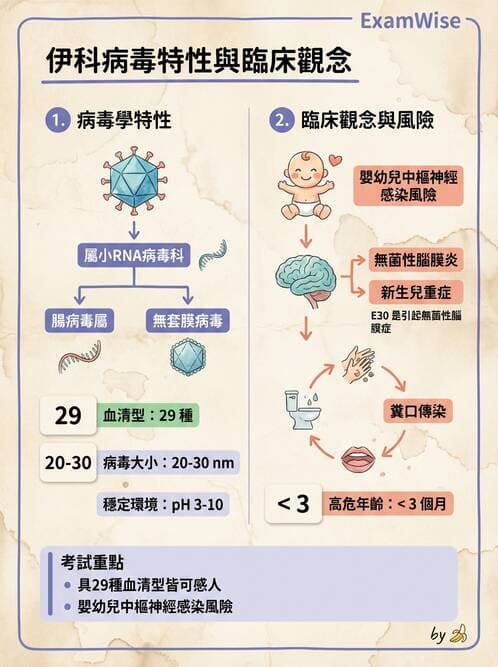 醫檢師 - 小RNA病毒科與腸道病毒 - AI 圖文解析預覽