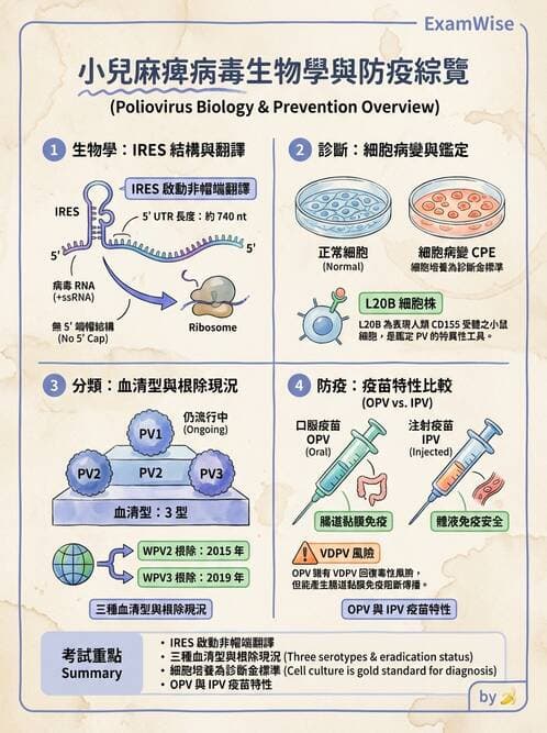醫檢師 - 小RNA病毒科與腸道病毒 - AI 圖文解析預覽