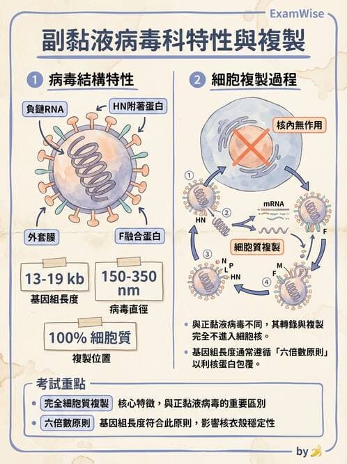 醫檢師 - 副黏液病毒科 - AI 圖文解析預覽