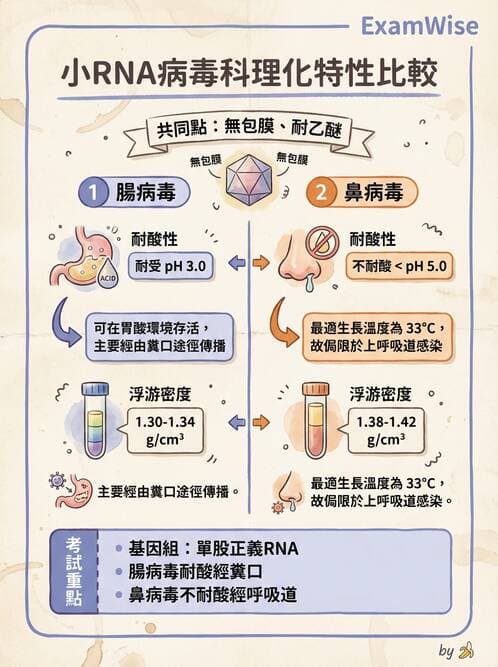醫檢師 - 小RNA病毒科與腸道病毒 - AI 圖文解析預覽