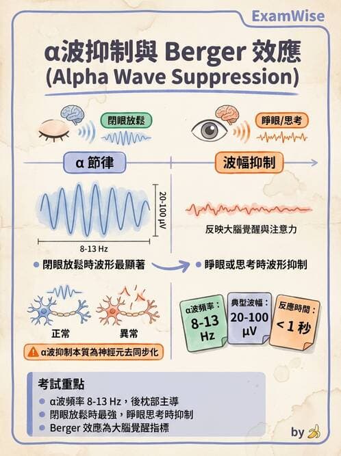 醫檢師 - 腦電圖檢查 - AI 圖文解析預覽