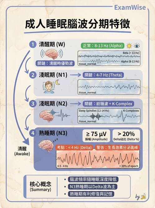 醫檢師 - 腦電圖檢查 - AI 圖文解析預覽