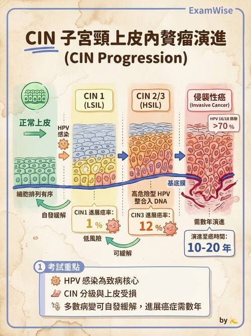 醫檢師 - 乳房及女性生殖疾病 - AI 圖文解析預覽