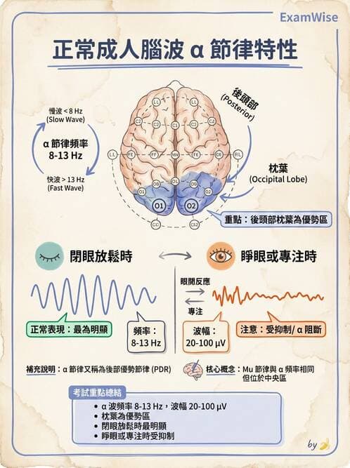 醫檢師 - 腦電圖檢查 - AI 圖文解析預覽