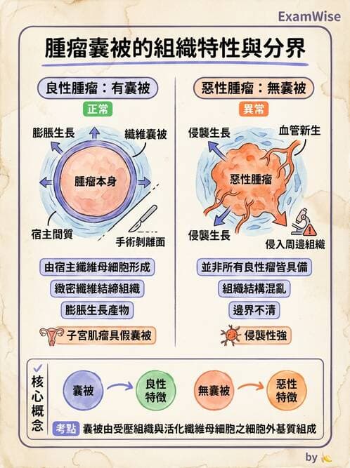 醫檢師 - 腫瘤概論 - AI 圖文解析預覽