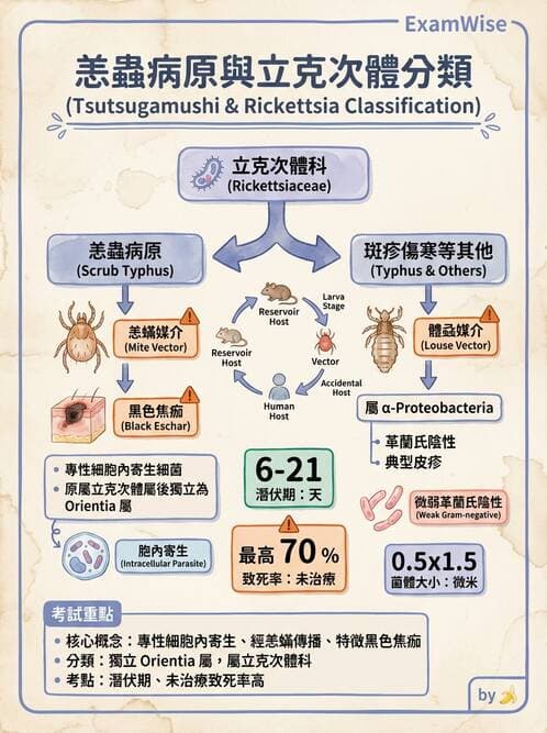 醫檢師 - 感染 - AI 圖文解析預覽