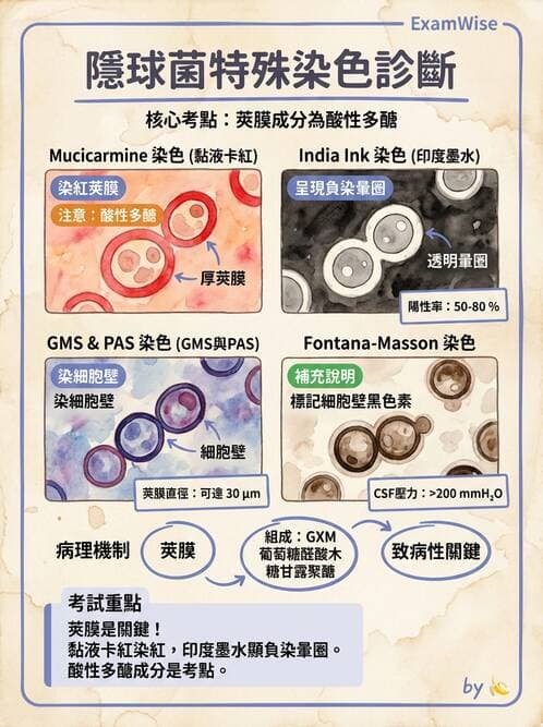 醫檢師 - 感染 - AI 圖文解析預覽