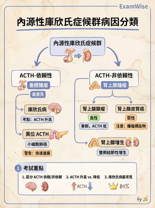 醫檢師 - 內分泌疾病 - AI 圖文解析預覽