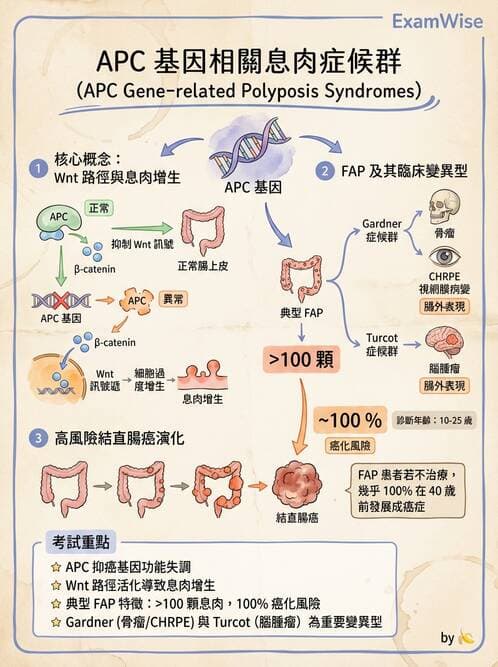 醫檢師 - 消化肝膽疾病 - AI 圖文解析預覽