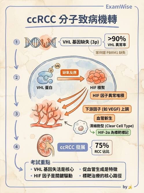 醫檢師 - 腎臟泌尿及男性生殖疾病 - AI 圖文解析預覽