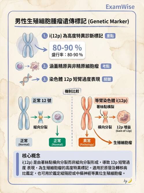醫檢師 - 腎臟泌尿及男性生殖疾病 - AI 圖文解析預覽