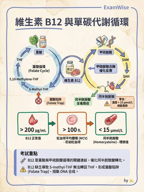 醫檢師 - 貧血診斷與營養缺乏性貧血 - AI 圖文解析預覽