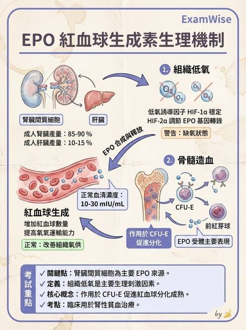 醫檢師 - 紅血球生理與形態 - AI 圖文解析預覽