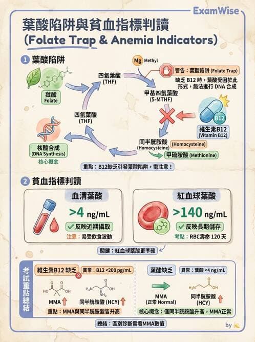 醫檢師 - 貧血診斷與營養缺乏性貧血 - AI 圖文解析預覽