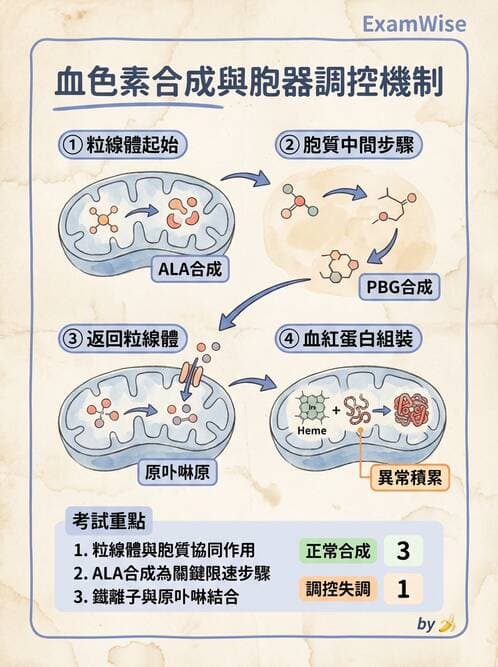 醫檢師 - 紅血球生理與形態 - AI 圖文解析預覽
