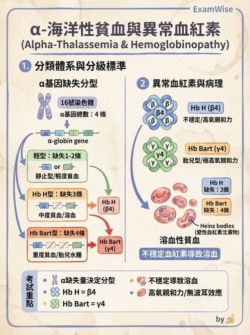 醫檢師 - 溶血性貧血與血色素病變 - AI 圖文解析預覽