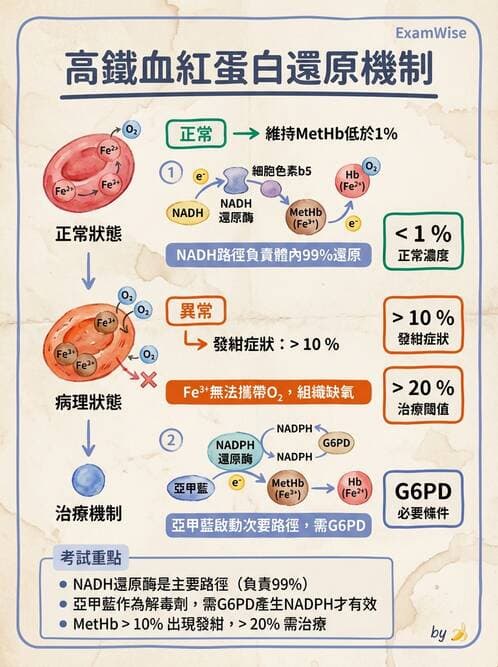 醫檢師 - 溶血性貧血與血色素病變 - AI 圖文解析預覽