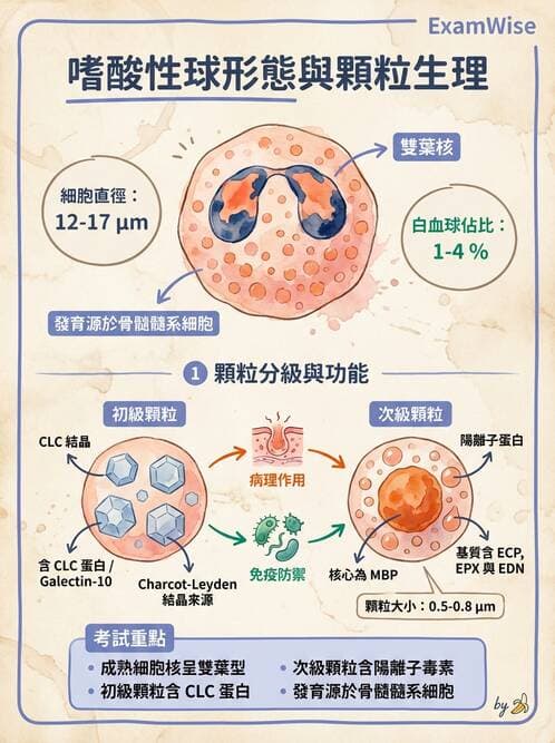 醫檢師 - 白血球生理與形態 - AI 圖文解析預覽