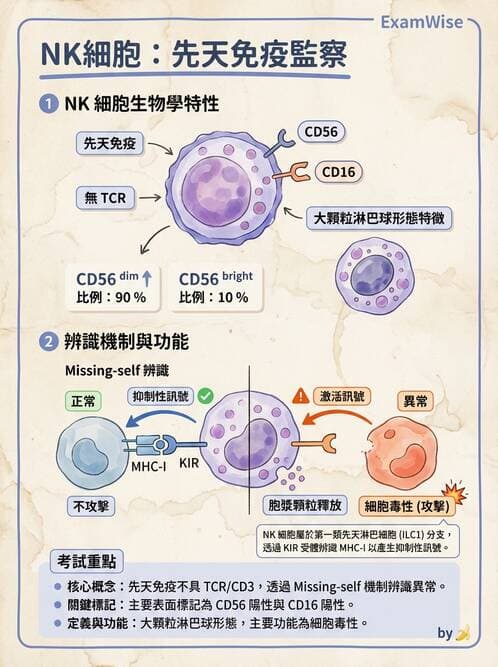 醫檢師 - 白血球生理與形態 - AI 圖文解析預覽
